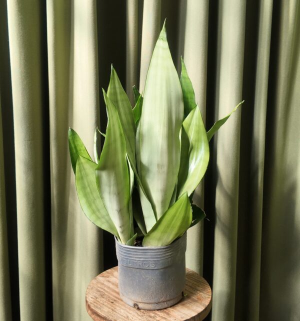 Sansevieria Moonshine