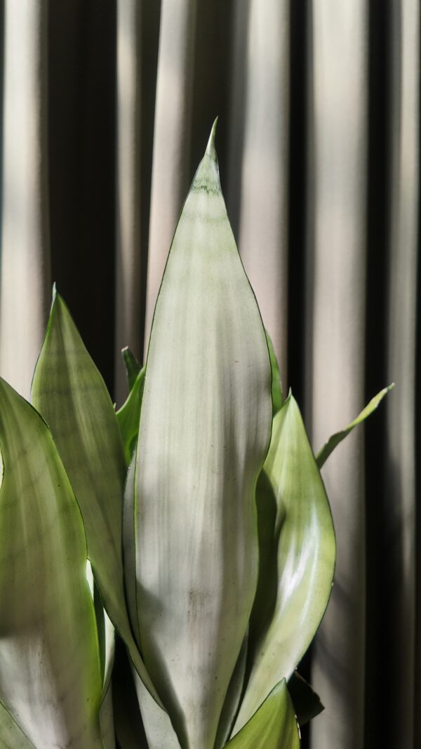 Sansevieria Moonshine - Imagen 2