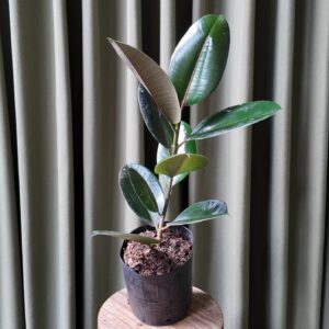 Gomero "Ficus Elastica"