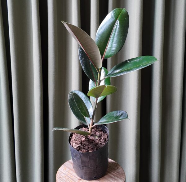 Gomero "Ficus Elastica"