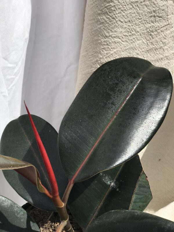Gomero "Ficus Elastica" - Imagen 2