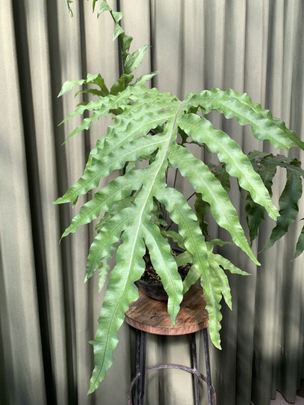 Helecho Cola de Mono (Microsorum pustulatum) - Imagen 2