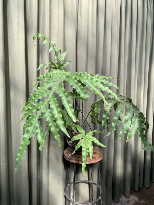 Helecho Cola de Mono (Microsorum pustulatum)