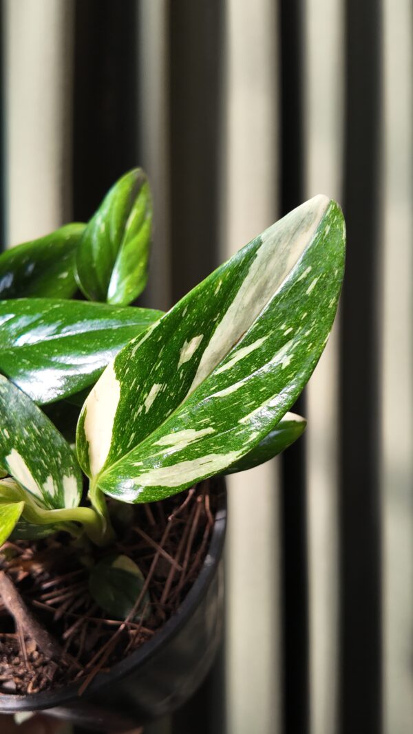 Monstera Standleyana - Imagen 2