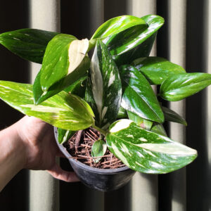 Monstera Standleyana
