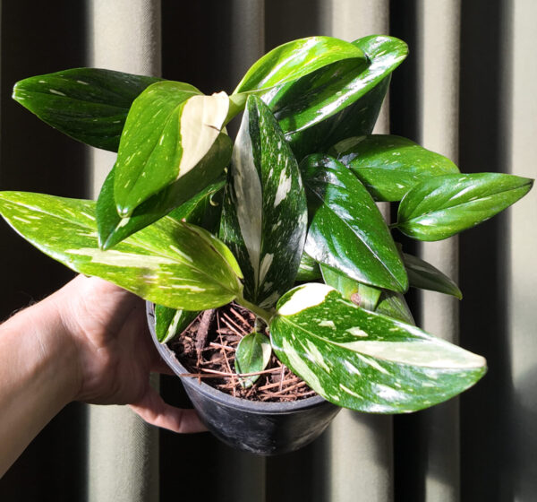 Monstera Standleyana