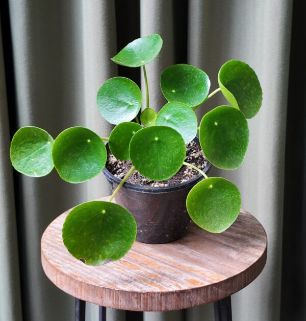 Pilea Peperomioides