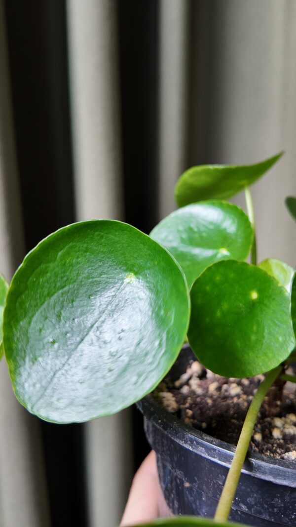 Pilea Peperomioides - Imagen 2