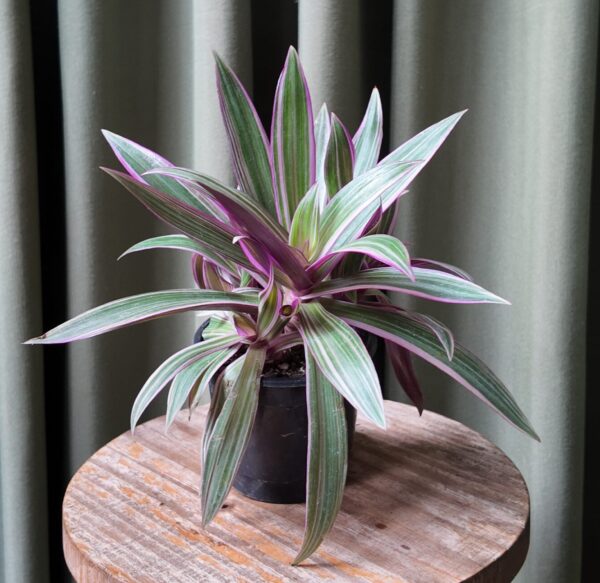 Tradescantia Spathacea
