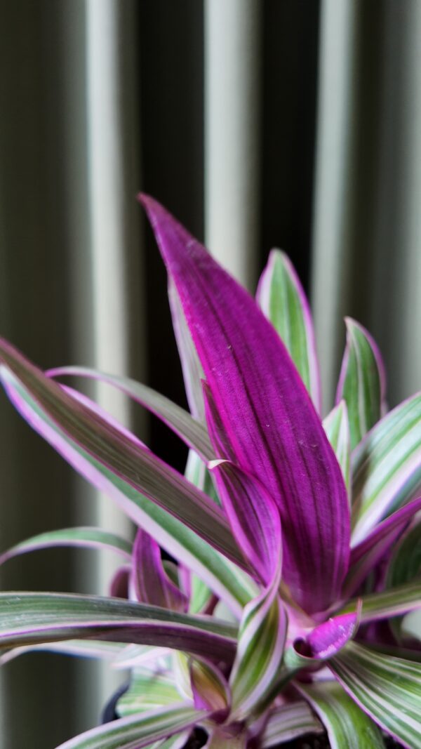Tradescantia Spathacea - Imagen 2
