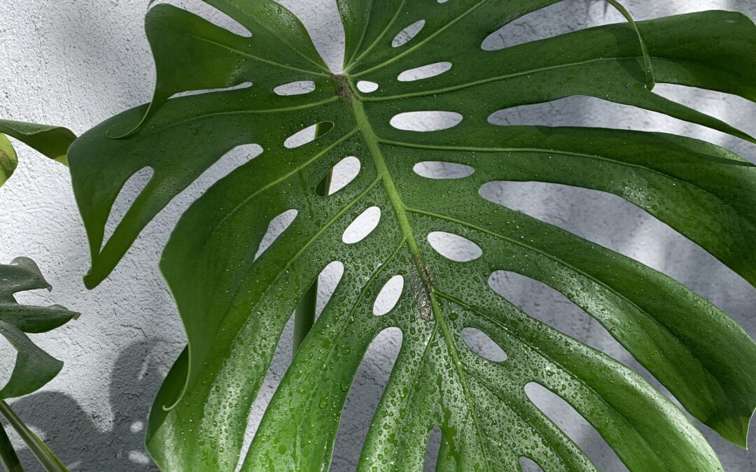 Monstera Deliciosa: La Planta Favorita de Principiantes y Expertos