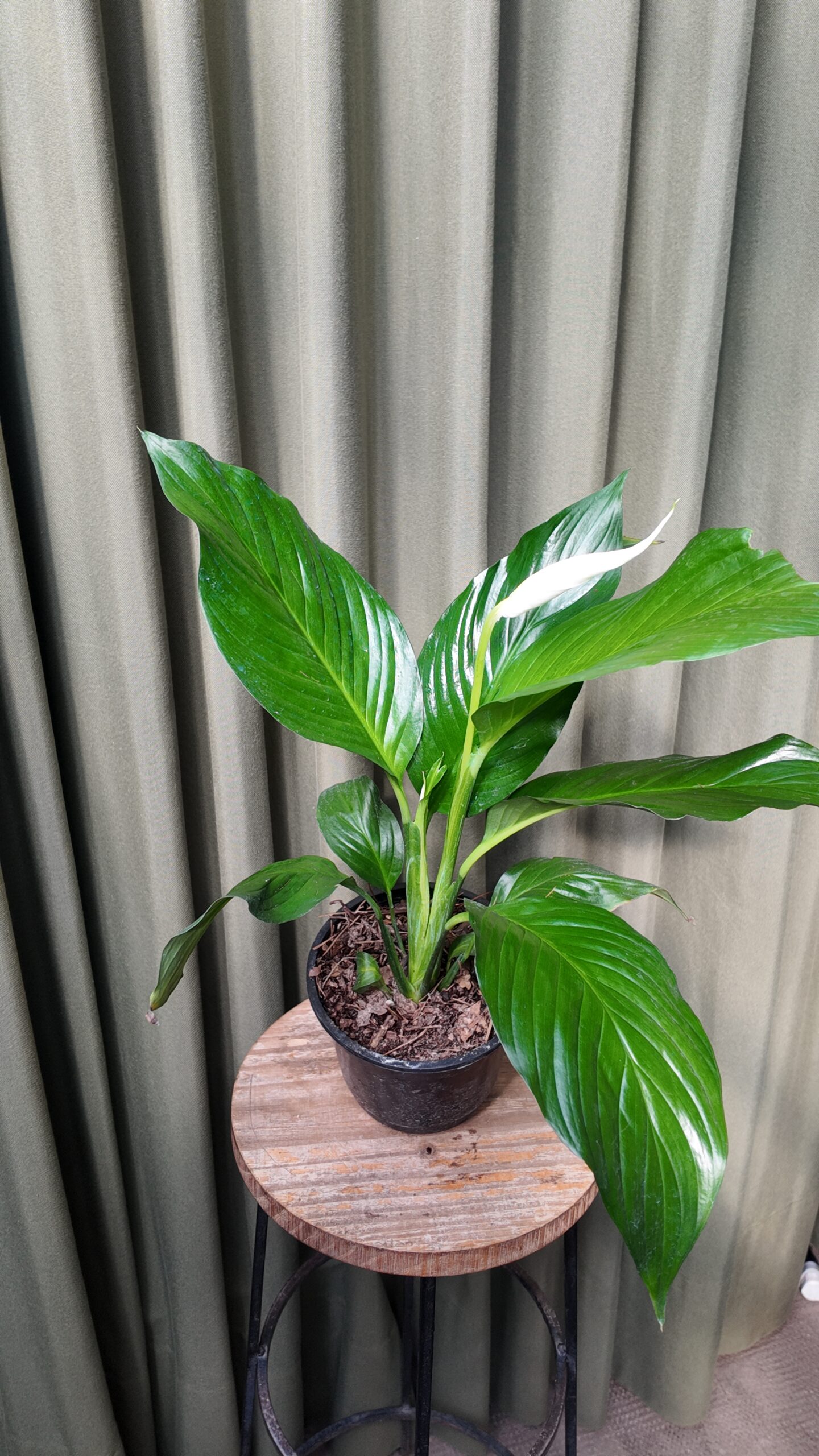 Spathiphyllum - Imagen 2