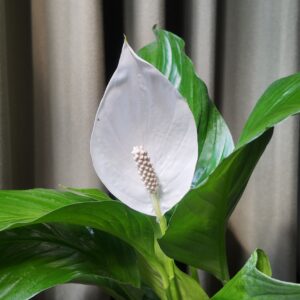 Spathiphyllum