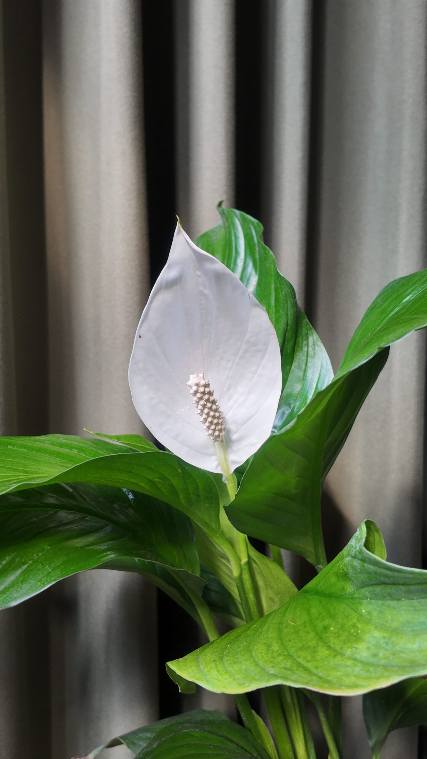 Spathiphyllum