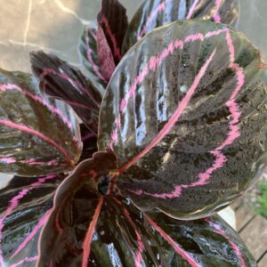 Calathea Rubi
