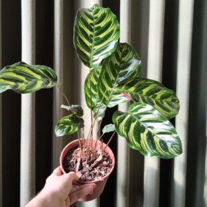 Calathea Makoyana