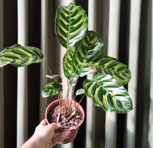 Calathea Makoyana
