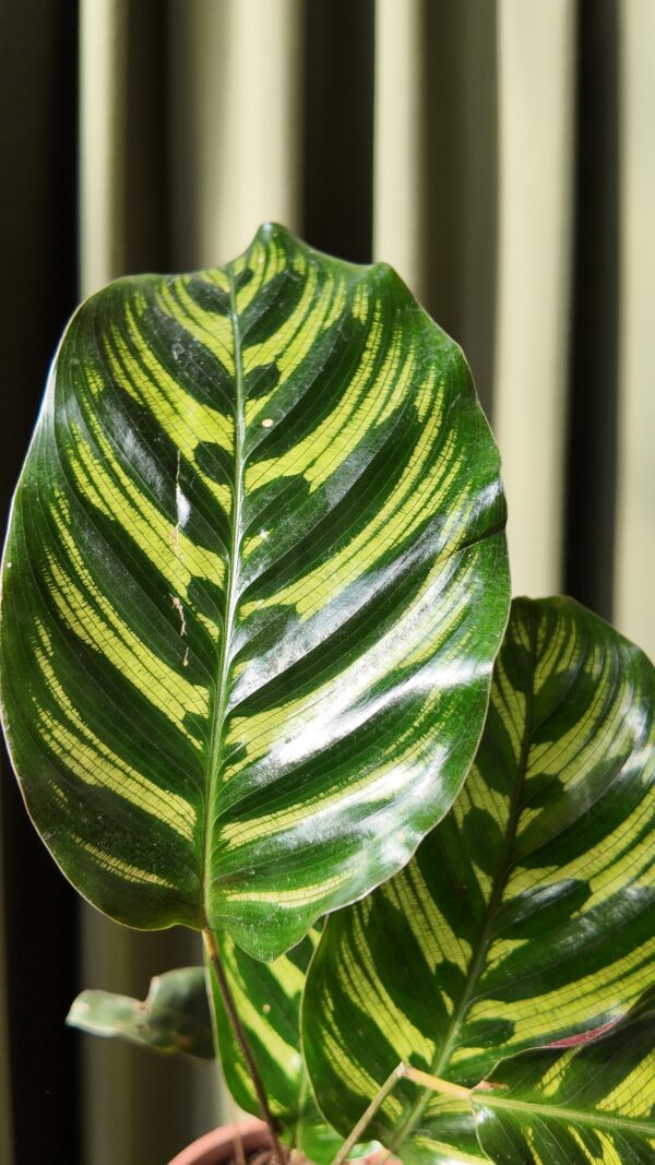 Calathea Makoyana - Imagen 2