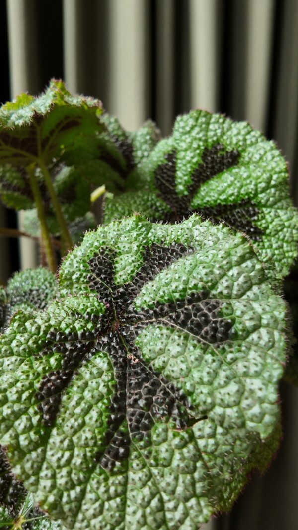 Begonia Masoniana (Cruz de hierro) grande - Imagen 2