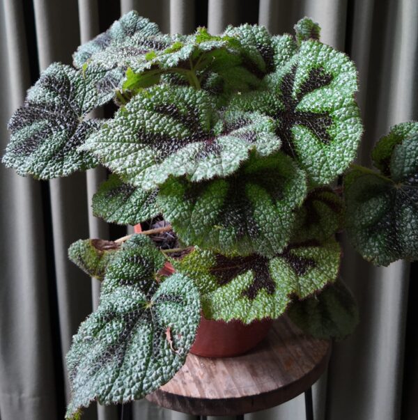 Begonia Masoniana (Cruz de hierro) grande
