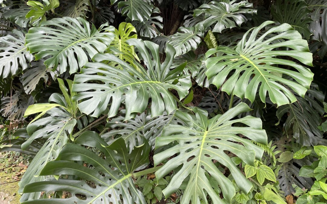 Monstera Deliciosa: La Planta Favorita de Principiantes y Expertos