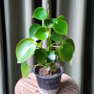 Pilea Rain Drop