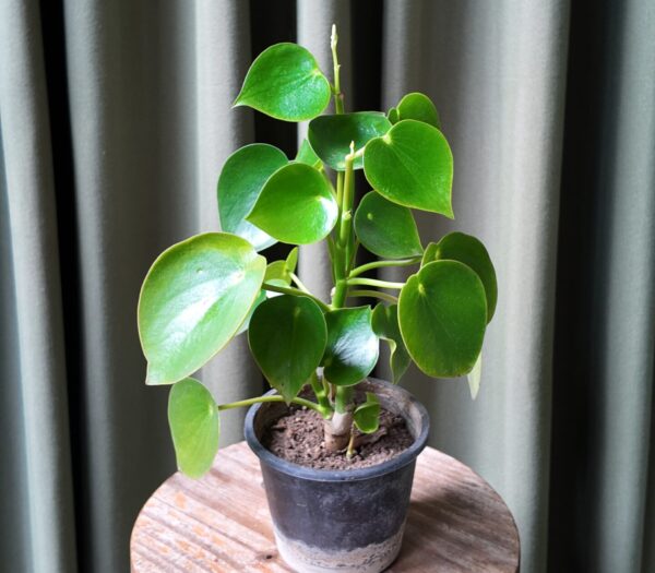Pilea Rain Drop