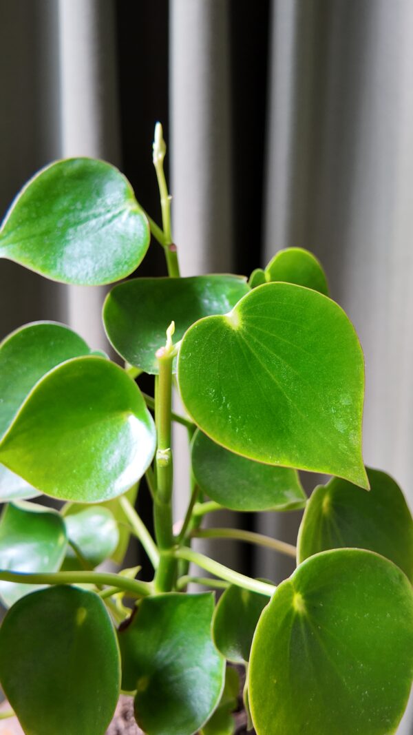 Pilea Rain Drop - Imagen 2