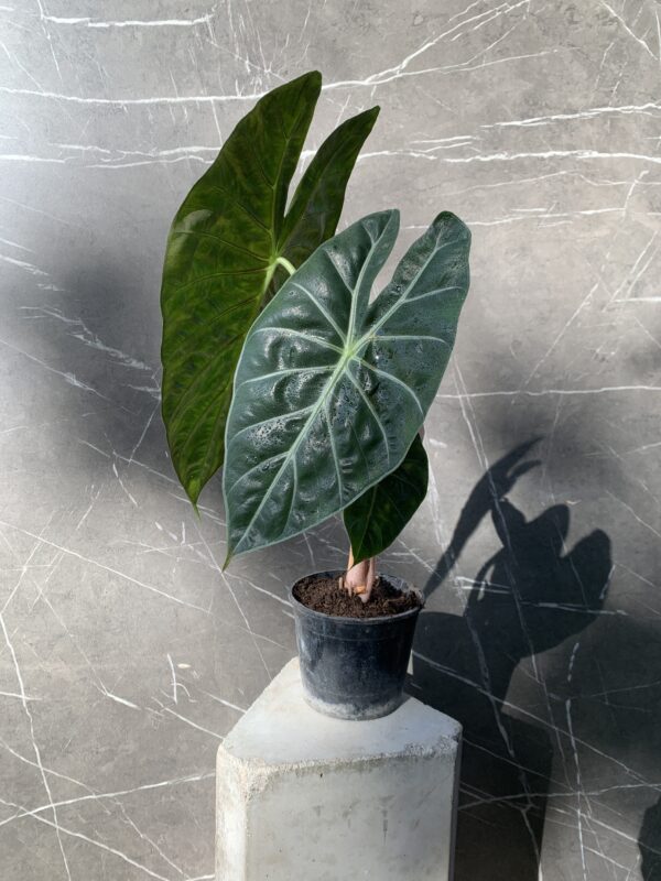 Alocasia Pink Dragon - Imagen 3