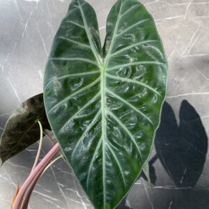 Alocasia Pink Dragon