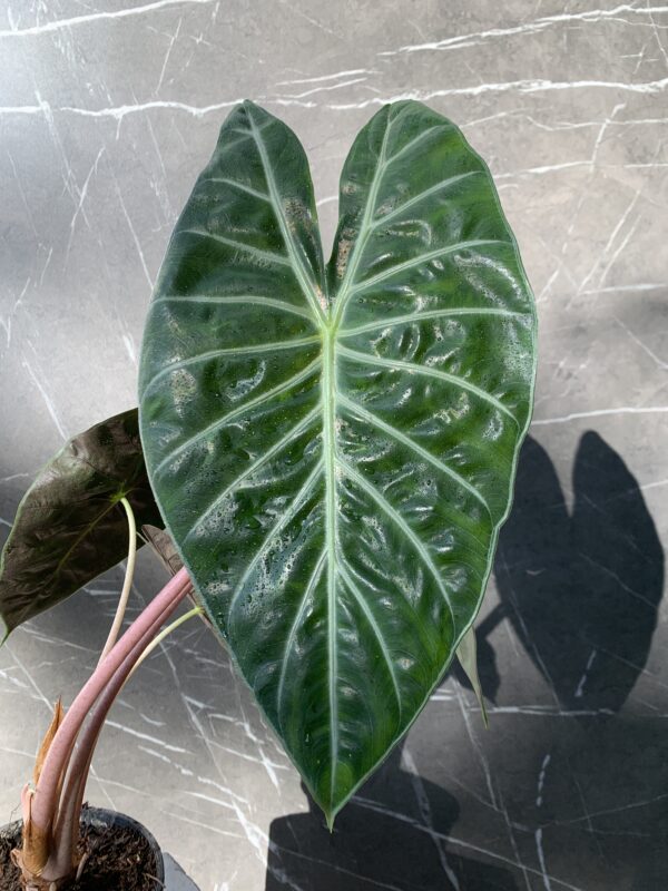 Alocasia Pink Dragon
