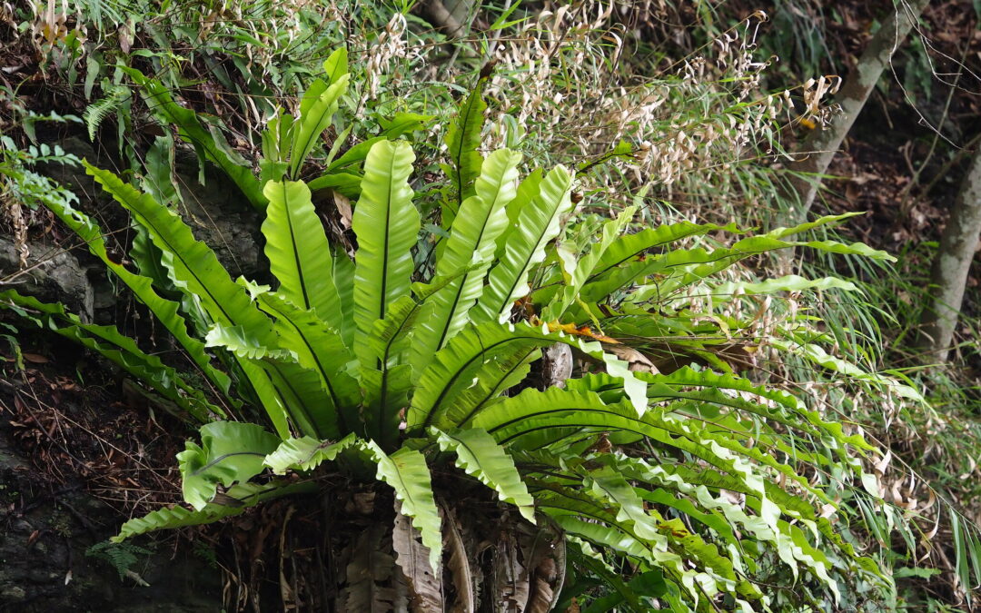 El Helecho Nido de Ave: Un Guía de Cuidado y Cultivo Fácil para Amantes de las Plantas