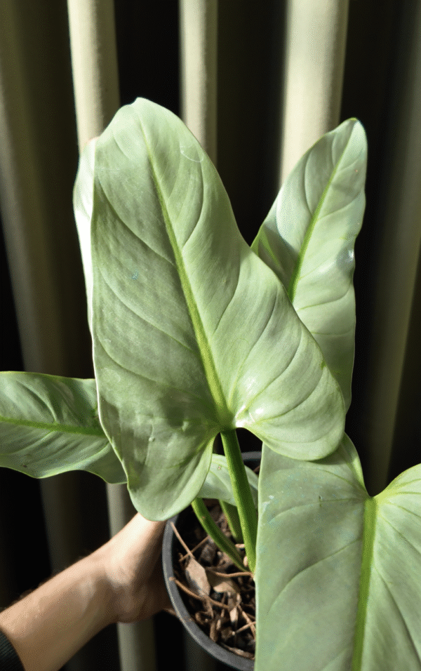 Philodendron Plateado - Imagen 2