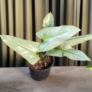 Philodendron Plateado