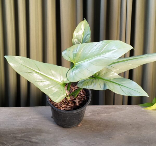 Philodendron Plateado