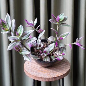 Tradescanthia Nanouk
