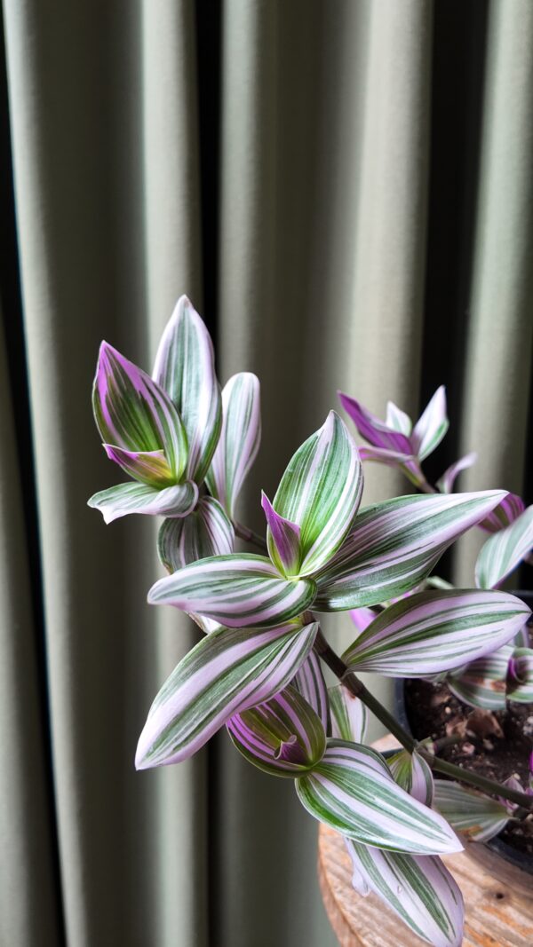Tradescanthia Nanouk - Imagen 2