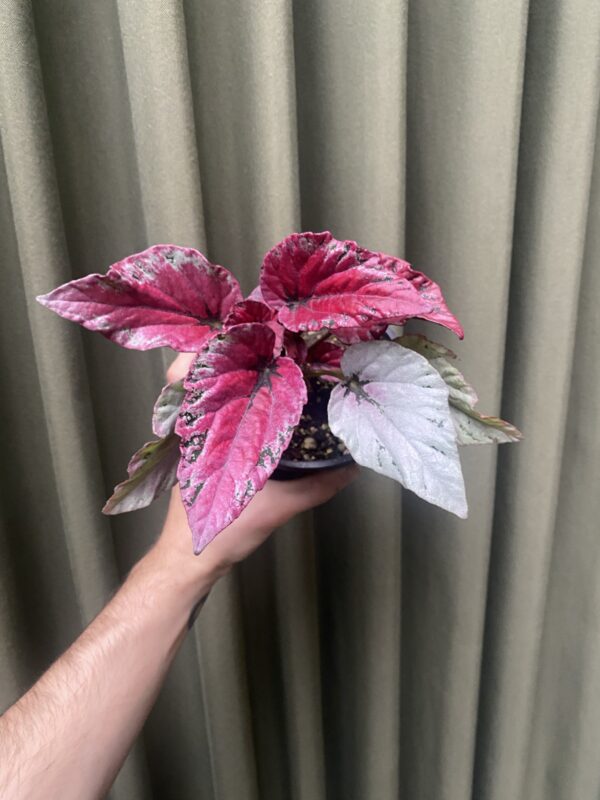 Begonia Rex Bordo - Imagen 2