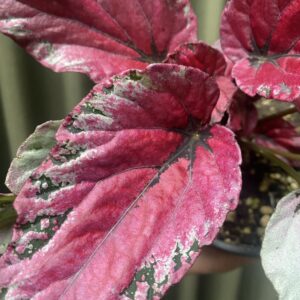 Begonia Rex Bordo