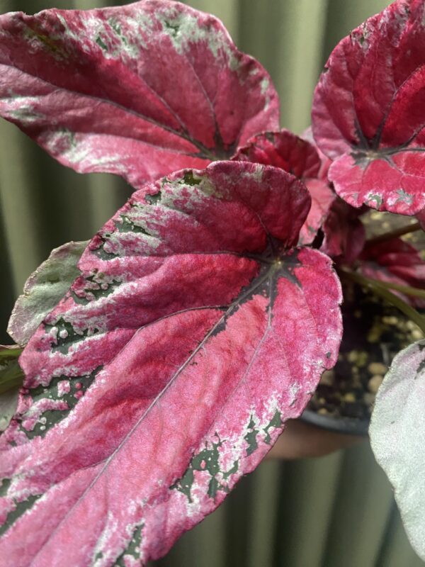 Begonia Rex Bordo