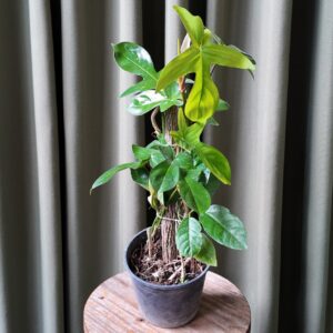 Philodendron Pedatum