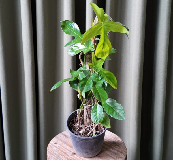 Philodendron Pedatum