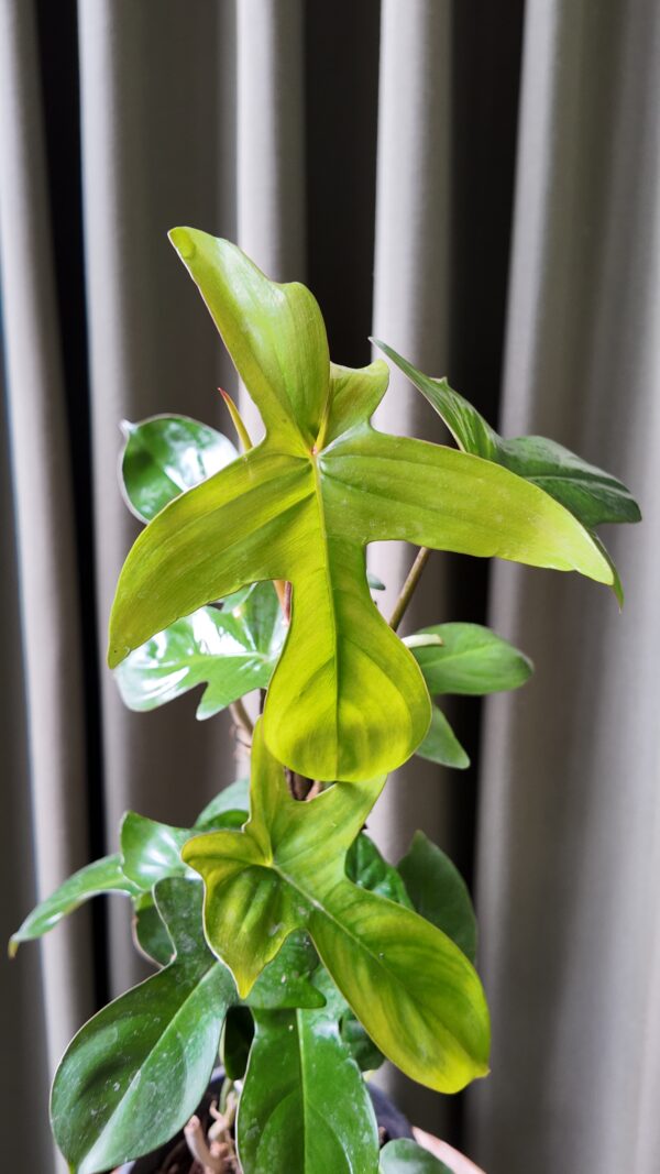 Philodendron Pedatum - Imagen 2