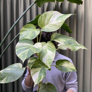 Epipremnum Aureum (potus)