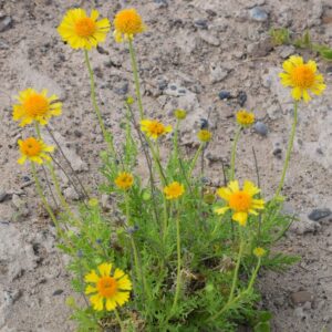 Boton de Oro (gaillardia megapotamica)
