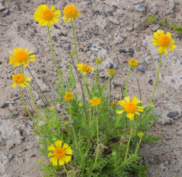 Boton de Oro (gaillardia megapotamica)