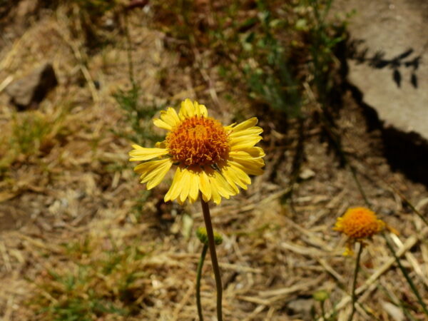 Boton de Oro (gaillardia megapotamica) - Imagen 2
