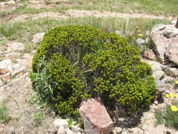 Romerillo - Baccharis aliena - Imagen 3