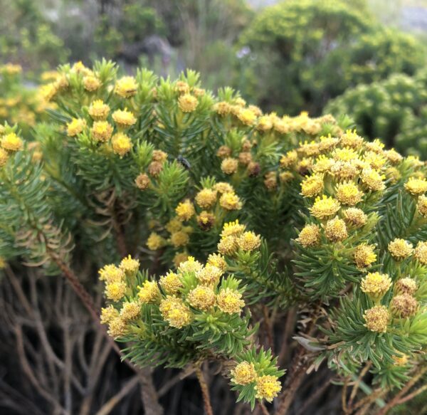 Romerillo - Baccharis aliena
