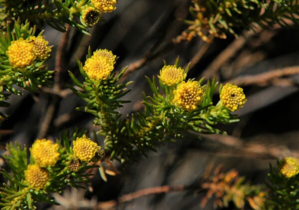 Romerillo - Baccharis aliena - Imagen 2